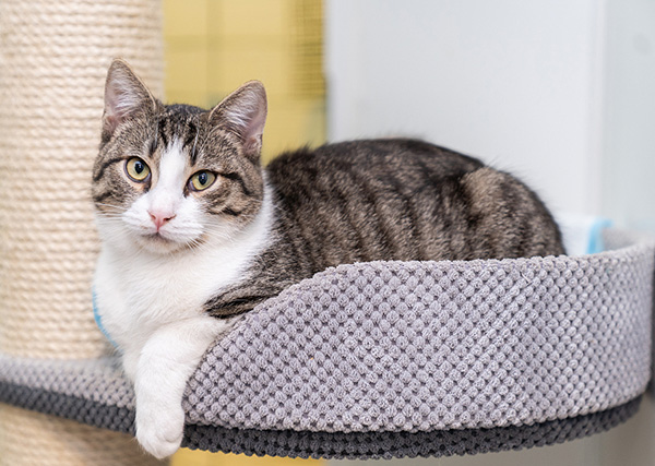 軟綿綿的貓咪加熱墊，體會(huì)喵星人趴在腿上的感覺(jué)，暖身又暖心！